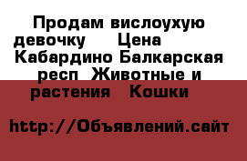 Продам вислоухую девочку . › Цена ­ 3 000 - Кабардино-Балкарская респ. Животные и растения » Кошки   